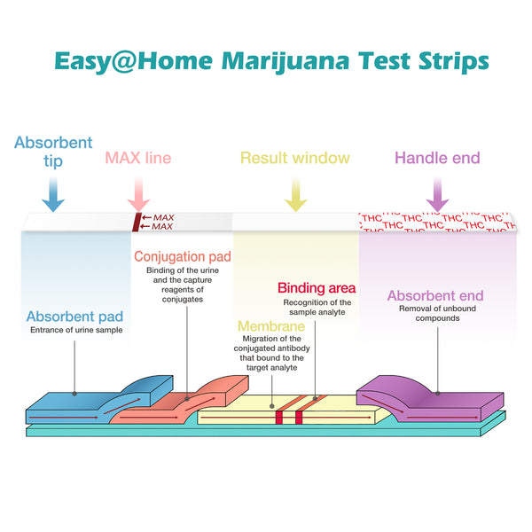 Easy@Home Marijuana Test Strips: THC Urine Drug Test Kit for At Home Over the Counter Use - Screens Metabolites of Drugs Containing THC with Cutoff Level 50ng/mL-Individually Wrapped 10 Pack #ESTH-115